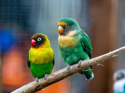 Agapornis  - De Zonnegloed - Dierenpark - Dieren opvangcentrum - Sanctuary
